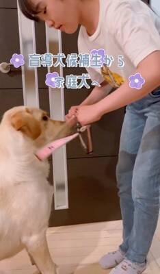 小学6年生の女の子が『大型犬3匹を引き連れていて危ない』と思ったら…心配無用な『まさかの理由』が素敵すぎると6万再生「落ち着いてて凄い」