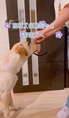 小学6年生の女の子が『大型犬3匹を引き連れていて危ない』と思ったら…心配無用な『まさかの理由』が素敵すぎると6万再生「落ち着いてて凄い」