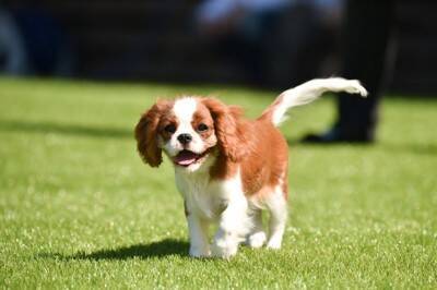 『お金がたくさん必要な犬種』５選　どのようなことに費用がかかるの？犬を飼う前に知っておくべきことまで