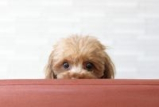 犬が『離れた場所から見てくる』心理5選　なぜ近づいてこないの？間違った対応まで解説