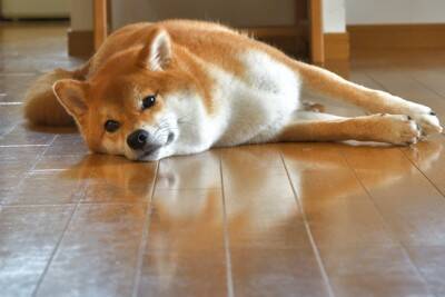 犬が『離れた場所から見てくる』心理5選　なぜ近づいてこないの？間違った対応まで解説