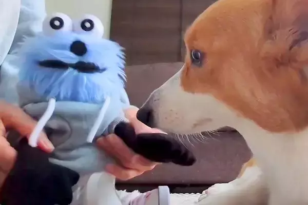 ぬいぐるみをライバル視している犬→ぬいぐるみから『お手』と言われると…可愛すぎる結末が41万表示「不本意そうｗ」「抗えないの可愛い」