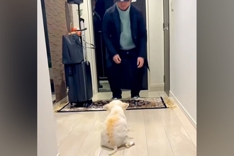 体が上手く動かず、目が見えない老犬と『1年ぶりの再会』を果たした結果…涙が止まらない『気付いた瞬間の行動』が64万再生「嬉しいの伝わる」