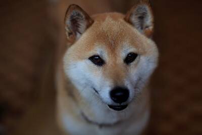 犬が遠くから『飼い主を見つめてくる』心理４つ　なぜ観察してくるの？行動の意味まで解説