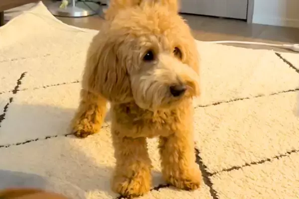 初めて『人間のおへそ』を見た犬→ビビっていたので、お腹を動かしたら…思わず笑う光景が93万再生「犬生1週目ｗｗ」「おもろすぎる」と爆笑