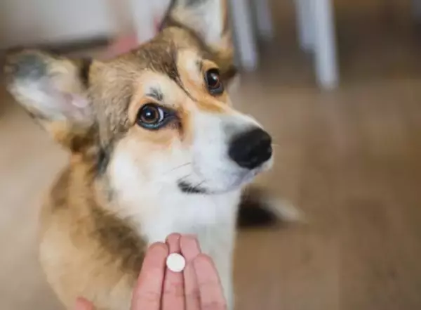 犬用の「抗生物質」使いどころと副作用のリスクは？正しい知識と注意点を獣医が解説