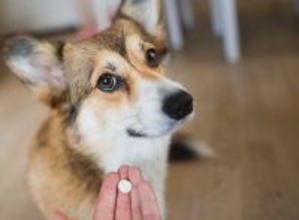 犬用の「抗生物質」使いどころと副作用のリスクは？正しい知識と注意点を獣医が解説