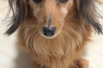 『どんな寝方したのｗｗ』寝起きのおばあちゃん犬→髪型を見てみると…とんでもない『寝ぐせ』になった光景が8万再生「パヤパヤｗ」「愛おしい」