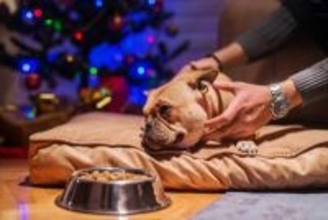 犬が『撫でられるのを嫌がる』心理5つ　警戒しているときにする行動や安心させる方法まで