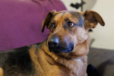 犬が『撫でられるのを嫌がる』心理5つ　警戒しているときにする行動や安心させる方法まで