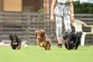 犬の『ドッグラン』でやってはいけない絶対NG行為7選　間違った行動がトラブルを引き起こすことも…