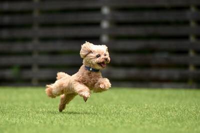 犬の『ドッグラン』でやってはいけない絶対NG行為7選　間違った行動がトラブルを引き起こすことも…