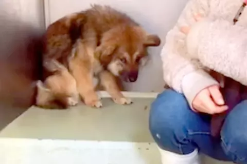 捕獲時、警察官を噛んでしまった犬→施設の奥で怖がり、震えていて…愛情を与えた後の『嘘のような表情』が49万再生「涙出る」「幸せになって」