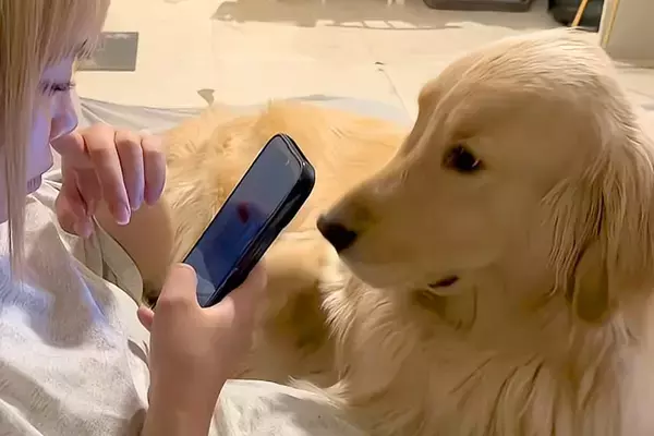 『体重37キロの大型犬』と暮らす女性→スマホをいじっていたら『全体重』をかけてきて…自分の大きさを把握できていない光景に29万再生の反響