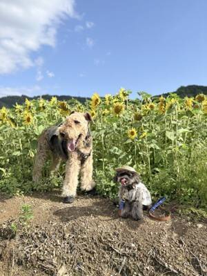 犬と暮らせば【第543話】「よくしゃべるエマ」
