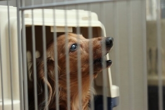 犬が『夜鳴き』をしてしまう理由4つ　主な要因や安眠のためにできることまで