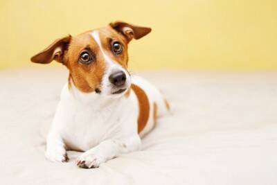 犬が悲しむ『飼い主の絶対NG行動』7選　今すぐに改善すべきタブー行為とは？