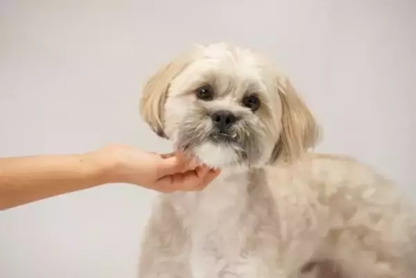 犬への『過度なスキンシップ』が招く悪影響3つ　ストレスを与えないための触れ合い方まで解説