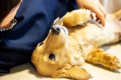 犬への『過度なスキンシップ』が招く悪影響3つ　ストレスを与えないための触れ合い方まで解説