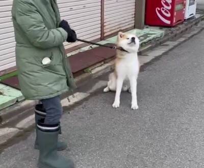秋田犬が『全力で帰宅拒否』した結果…お母さんとの"笑える攻防"が200万再生「飼い主のほうが運動量多くて草」絶賛と共感の声続々