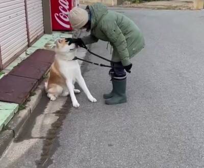 秋田犬が『全力で帰宅拒否』した結果…お母さんとの"笑える攻防"が200万再生「飼い主のほうが運動量多くて草」絶賛と共感の声続々