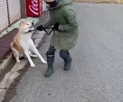 秋田犬が『全力で帰宅拒否』した結果…お母さんとの"笑える攻防"が200万再生「飼い主のほうが運動量多くて草」絶賛と共感の声続々