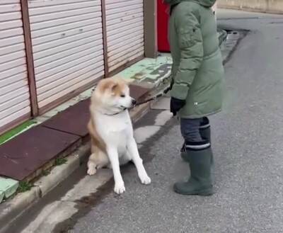 秋田犬が『全力で帰宅拒否』した結果…お母さんとの"笑える攻防"が200万再生「飼い主のほうが運動量多くて草」絶賛と共感の声続々