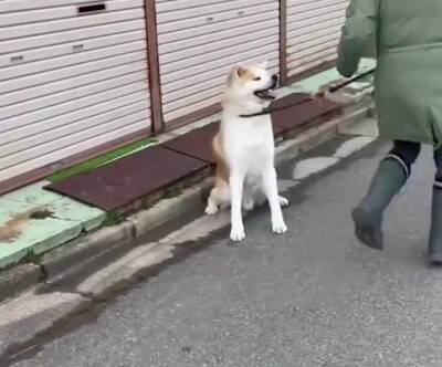秋田犬が『全力で帰宅拒否』した結果…お母さんとの"笑える攻防"が200万再生「飼い主のほうが運動量多くて草」絶賛と共感の声続々