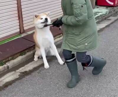 秋田犬が『全力で帰宅拒否』した結果…お母さんとの"笑える攻防"が200万再生「飼い主のほうが運動量多くて草」絶賛と共感の声続々