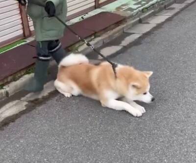 秋田犬が『全力で帰宅拒否』した結果…お母さんとの"笑える攻防"が200万再生「飼い主のほうが運動量多くて草」絶賛と共感の声続々