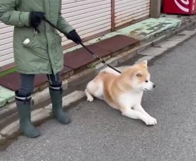 秋田犬が『全力で帰宅拒否』した結果…お母さんとの"笑える攻防"が200万再生「飼い主のほうが運動量多くて草」絶賛と共感の声続々