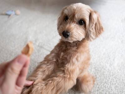 犬が前足であなたのことを触ってくる心理５選　可愛い理由やアピールに対する正しい接し方まで