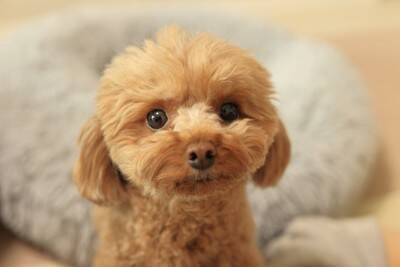 犬が前足であなたのことを触ってくる心理５選　可愛い理由やアピールに対する正しい接し方まで