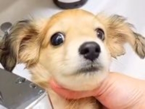 洗面台でシャンプーする赤ちゃん犬→『ビックリするかな』と思いきや…肝が据わっている『まさかの態度』が209万再生「小物だけど大物」と反響