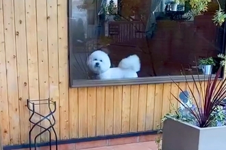 『もう！おそいよ！』あまり怒らない犬がトリミングへ→お迎えに行った結果…かわいすぎる『ご立腹』が10万再生「愛しさ倍増ｗ」「忙しくて草」