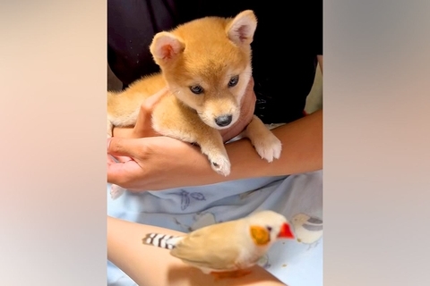 初めて『鳥』に出会った子犬→飛び立った瞬間に…まるで『小さな子どものような反応』が尊すぎると15万再生「キョロキョロ可愛い」「純粋」