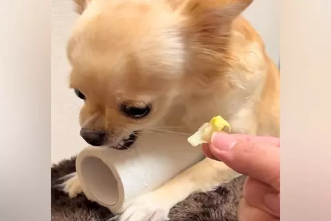 トイレットペーパーを『全力で守る』チワワ→『レタスと交換しよう』と差し出した結果…態度の急変が36万再生「可愛すぎるｗ」「あるあるｗ」