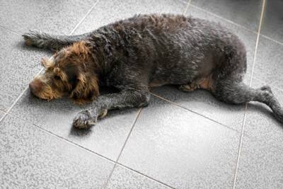 犬が『精神的にツライ』と感じているサイン5選　愛犬にストレスを与えるタブー行為まで