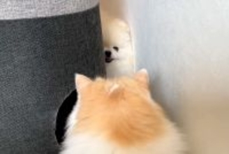 大好きな猫と遊びたい犬→キャットタワー越しに…まさかの『独特すぎる誘い方』に反響「ひょっこりさんｗ」「かわいすぎてキュン」と5万再生