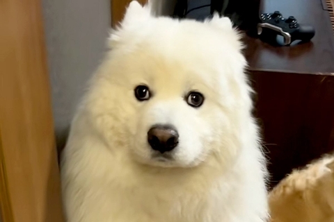 父親が息子を叱った結果→大型犬が『自分が怒られている』と勘違いして…怖がって見せた『尊すぎる行動』に反響「顔ｗｗ」「何もしてないのにｗ」