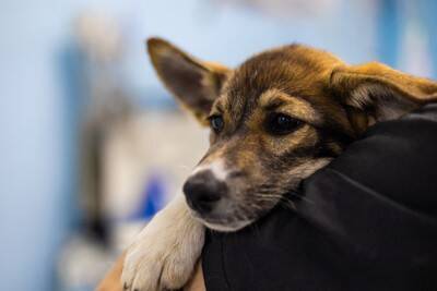 犬が『首をかしげる』理由5選　どんな意味があるの？注意すべき状態まで解説
