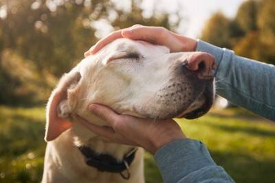 犬が『首をかしげる』理由5選　どんな意味があるの？注意すべき状態まで解説