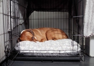 犬が『苦手な人』にする行動5つ　愛犬に嫌われてしまう原因や飼い主が改善すべきことまで