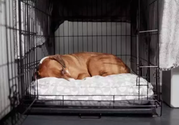 犬が『苦手な人』にする行動5つ　愛犬に嫌われてしまう原因や飼い主が改善すべきことまで
