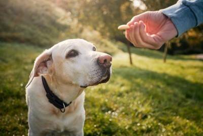 犬が『苦手な人』にする行動5つ　愛犬に嫌われてしまう原因や飼い主が改善すべきことまで