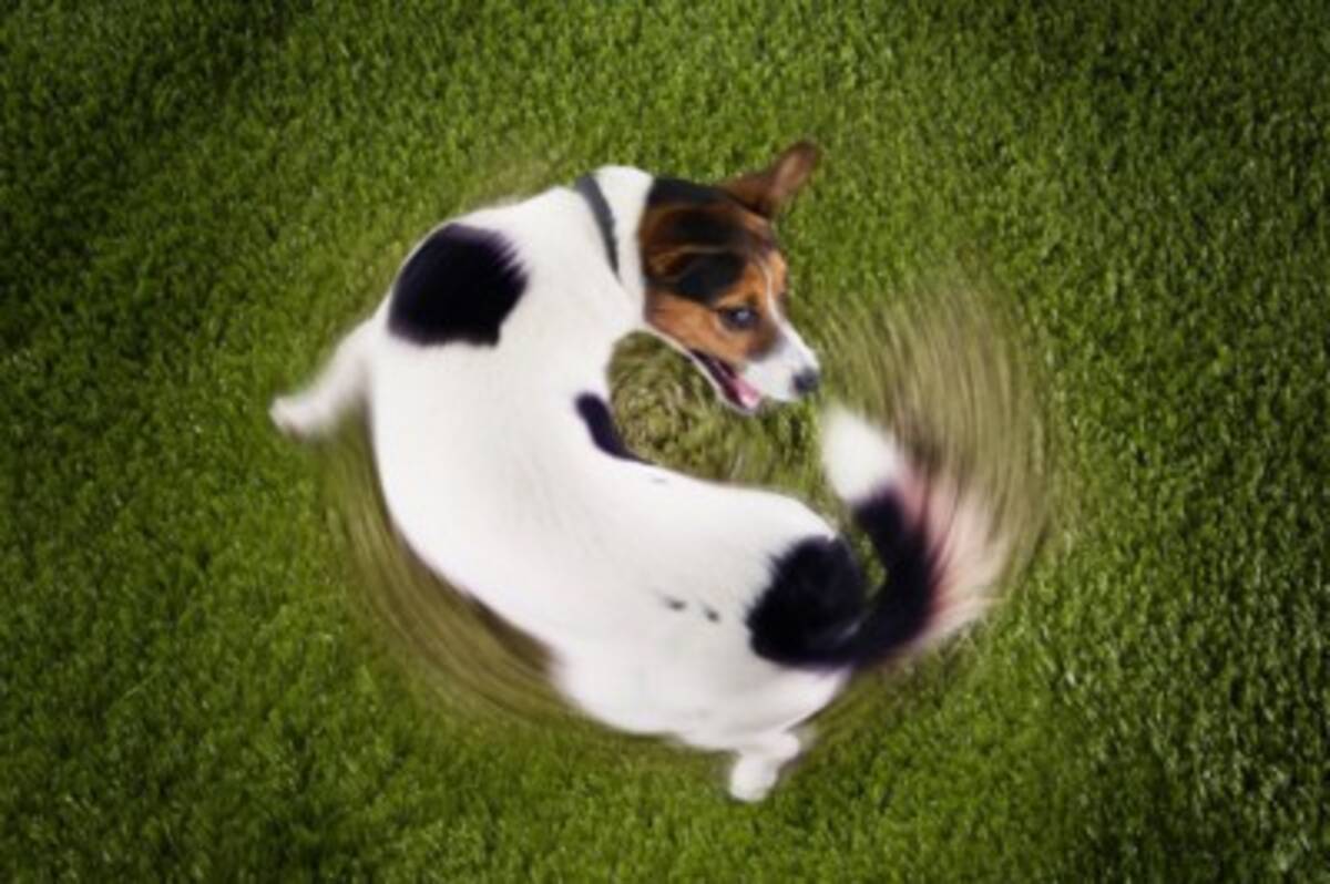 犬 尻尾 を 追いかける