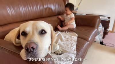 いつも赤ちゃんの側にいる大型犬…"面倒な顔"をしつつも『必ず近くで見守る姿』が115万再生「一緒に子育てしてる感覚なのかな」「優しすぎ」