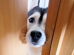 『大変です…！』とハスキー犬が呼びに来たので、ついて行った結果→子猫が…想定外の光景が197万再生「賢くて可愛い」「仲良すぎ」と大絶賛