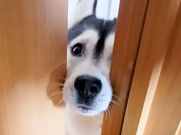 『大変です…！』とハスキー犬が呼びに来たので、ついて行った結果→子猫が…想定外の光景が197万再生「賢くて可愛い」「仲良すぎ」と大絶賛