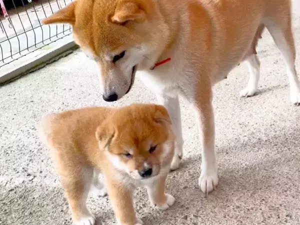 生まれて40日の赤ちゃん犬が『初めてお外に出た』結果→母犬が…あまりにも尊い『心配しすぎている光景』が229万再生「愛情たっぷりで素敵」